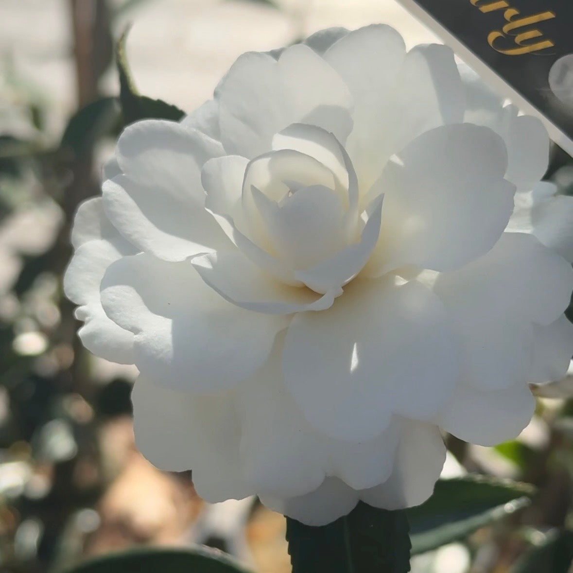 Camellia Early Pearly - 20cm Pot