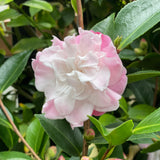 Camellia Sweet Jane - 25cm pot