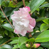 Camellia Sweet Jane - 30cm Pot