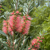 Callistemon Perth Pink - 33cm Pot