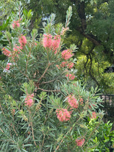 Callistemon Perth Pink - 33cm Pot