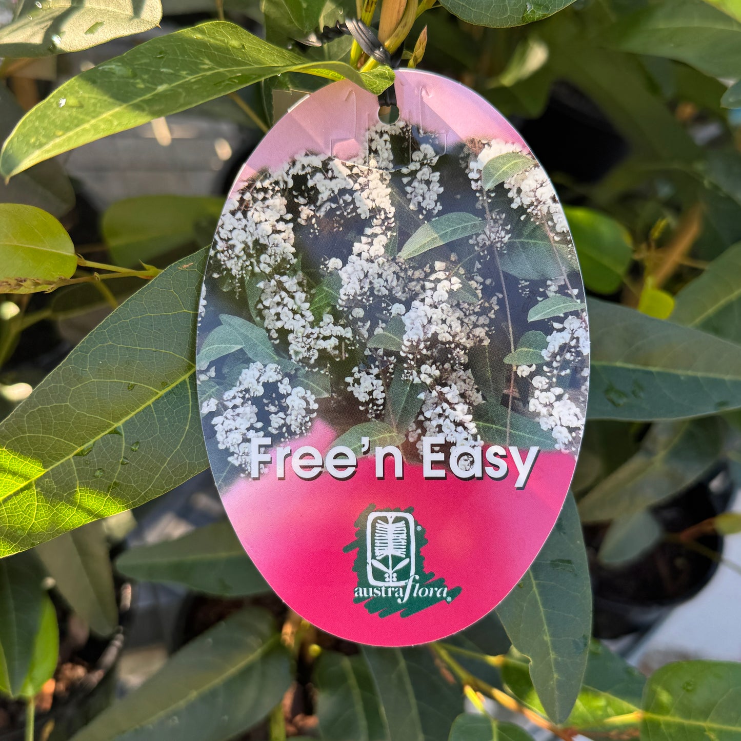 Hardenbergia Free N Easy - 20cm Pot