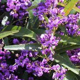Hardenbergia HB1 Meema - 14cm Pot