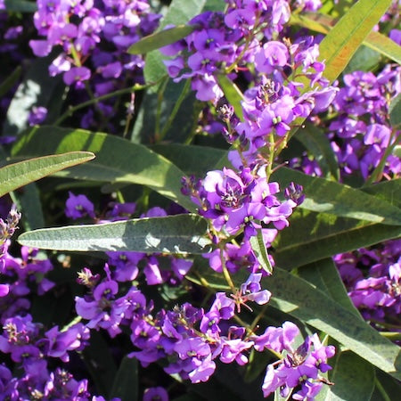 Hardenbergia HB1 Meema - 14cm Pot