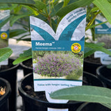 Hardenbergia HB1 Meema - 14cm Pot