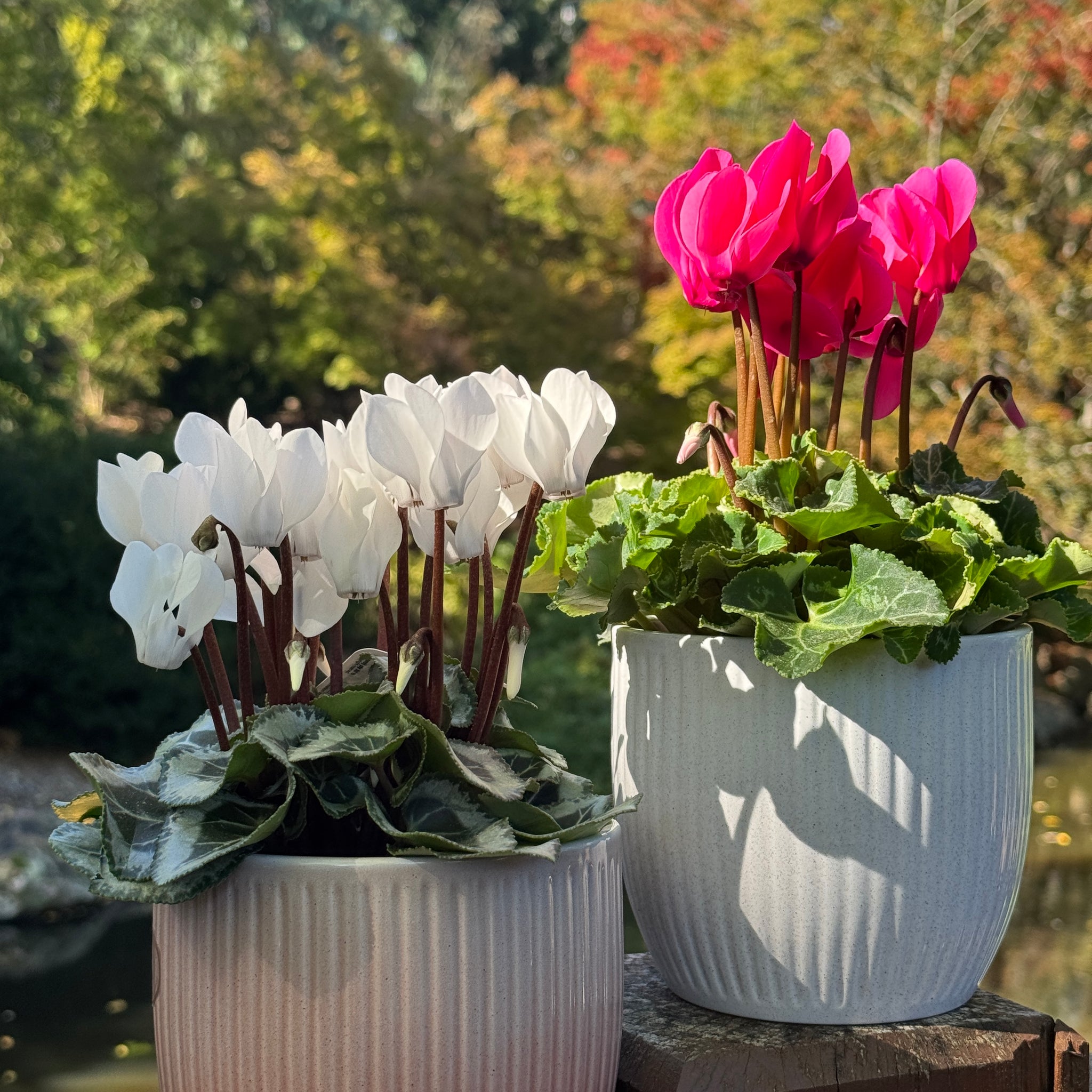 Tim Cyclamen - 14cm Pot