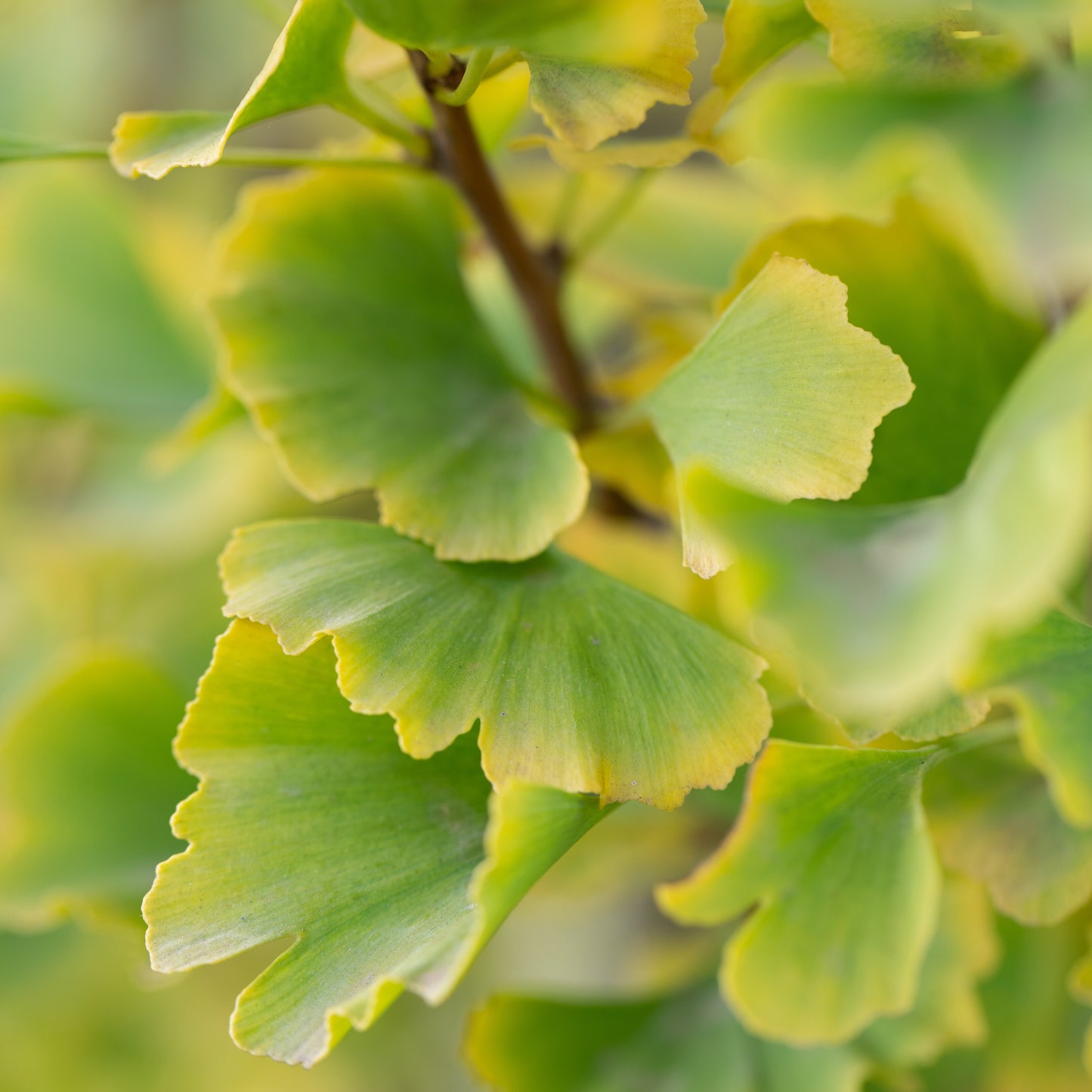 Ginkgo Lemonlime Spire - 30cm Pot