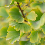 Ginkgo Lemonlime Spire - 30cm Pot