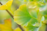 Ginkgo Lemonlime Spire - 30cm Pot