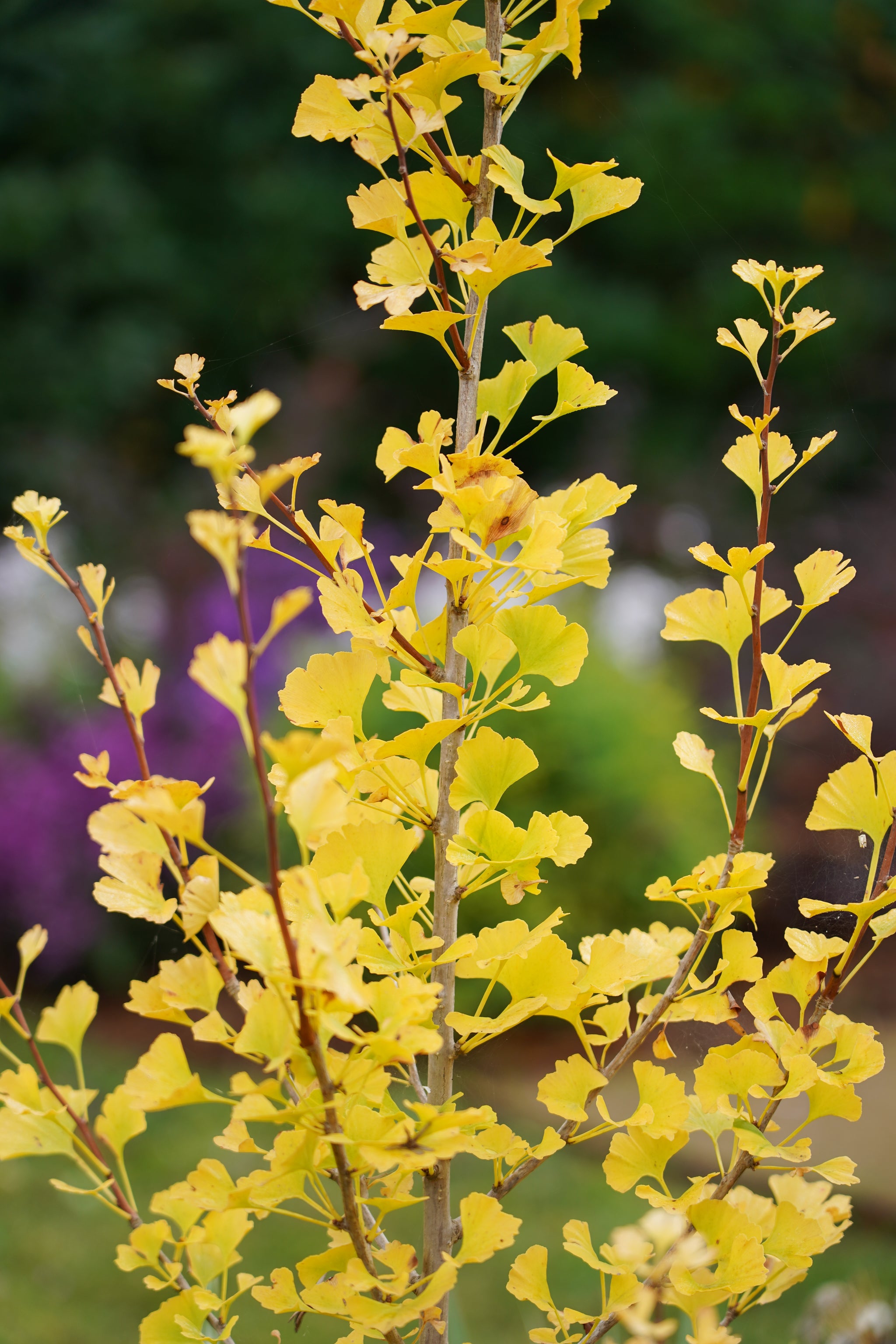 Ginkgo Lemonlime Spire - 30cm Pot
