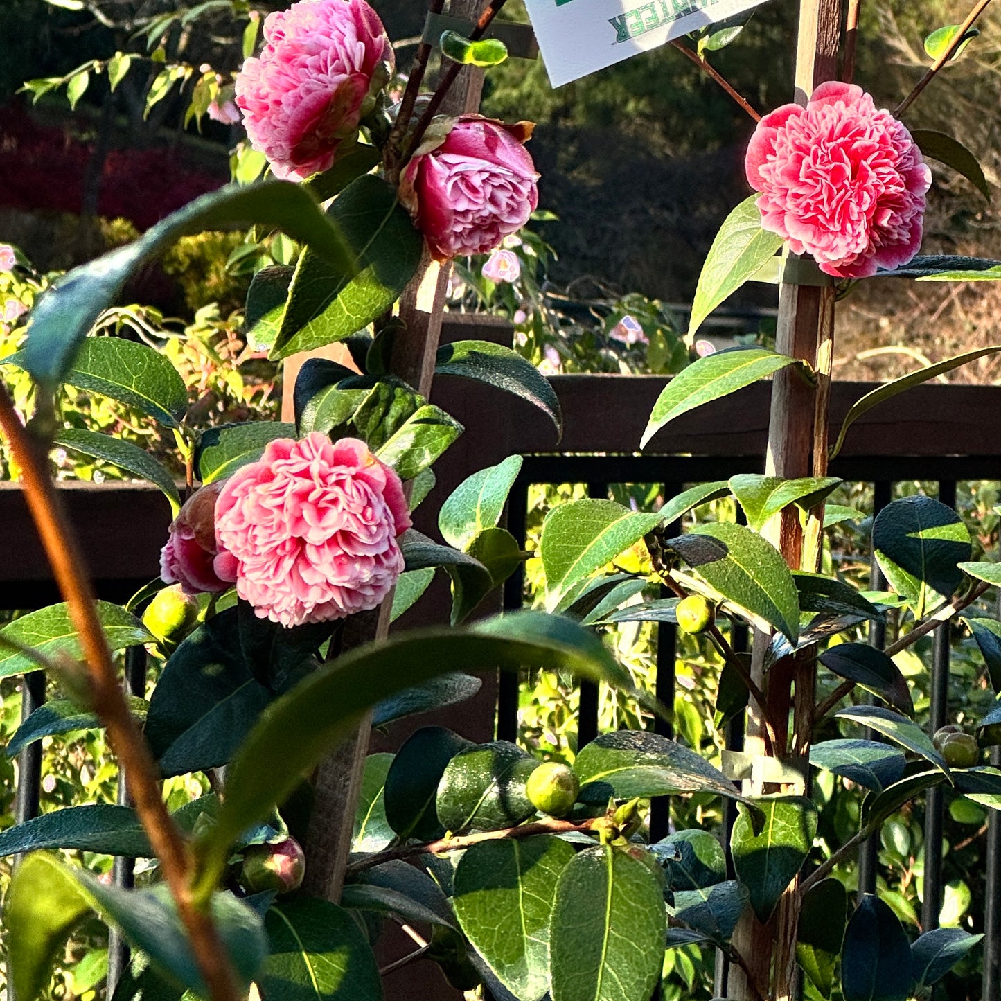 Camellia Volunteer - 18cm Pot