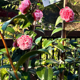 Camellia Volunteer - 18cm Pot
