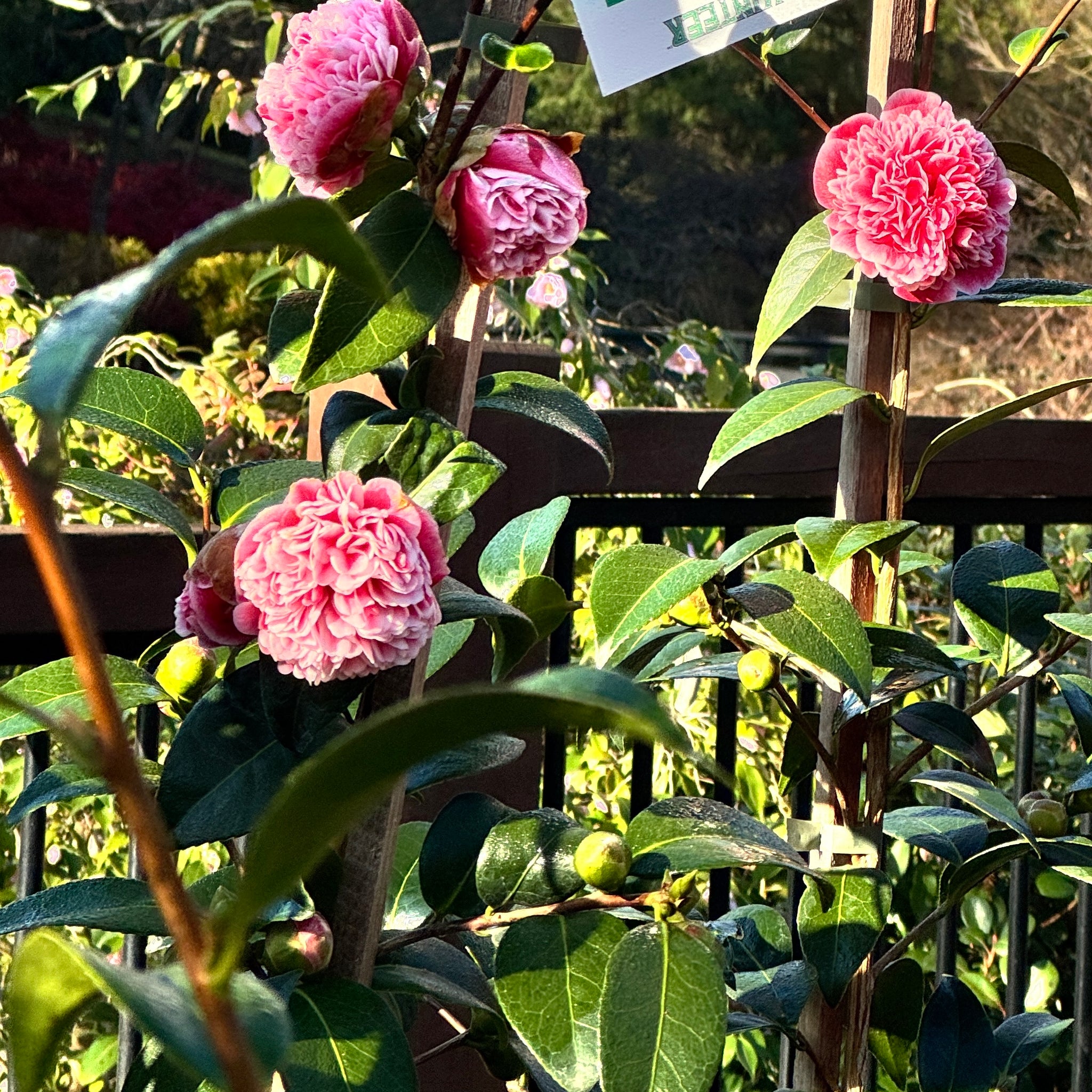 Camellia Volunteer - 18cm Pot
