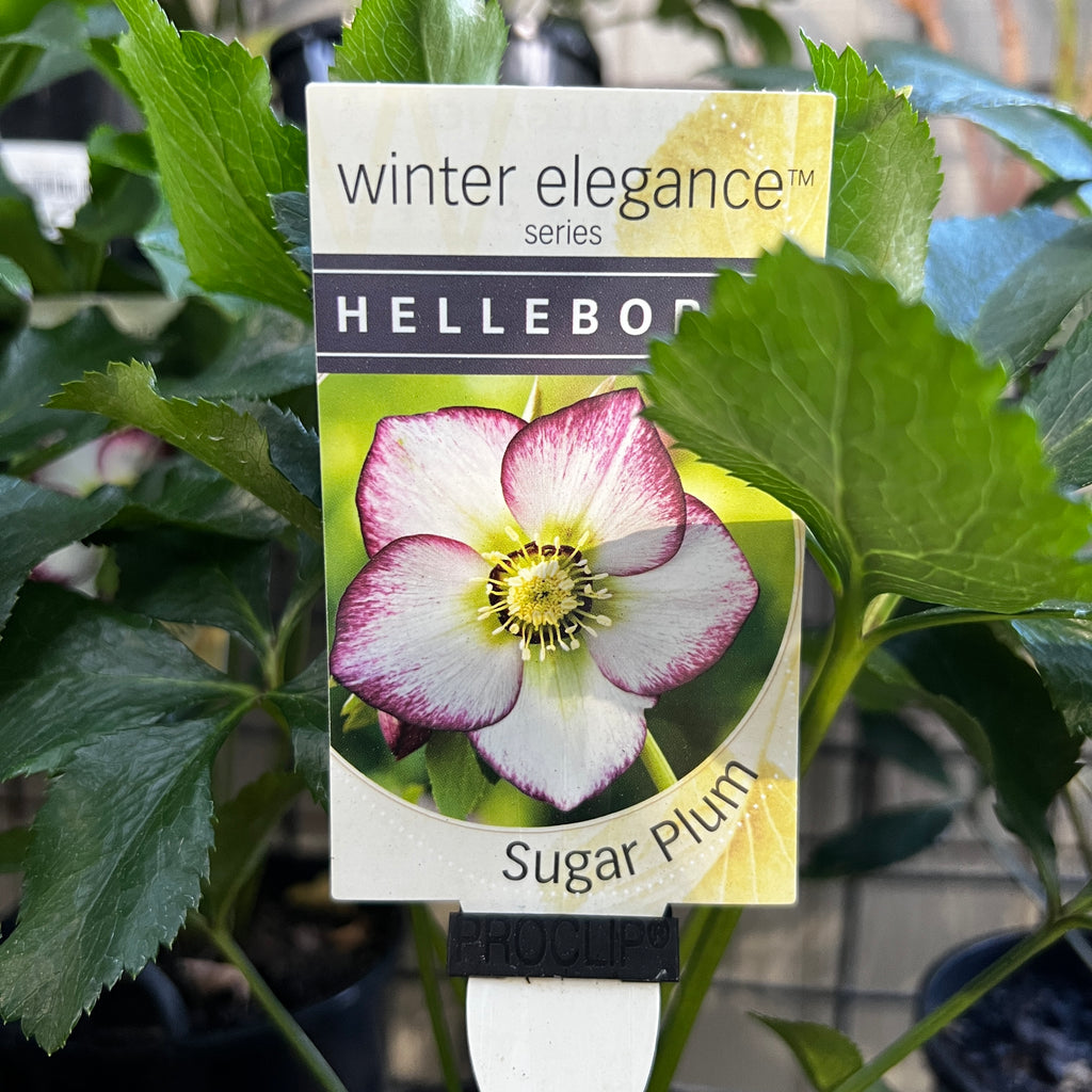 Helleborus Sugar Plum - 14cm Pot