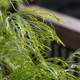 Acacia Green Spire - 33cm Pot