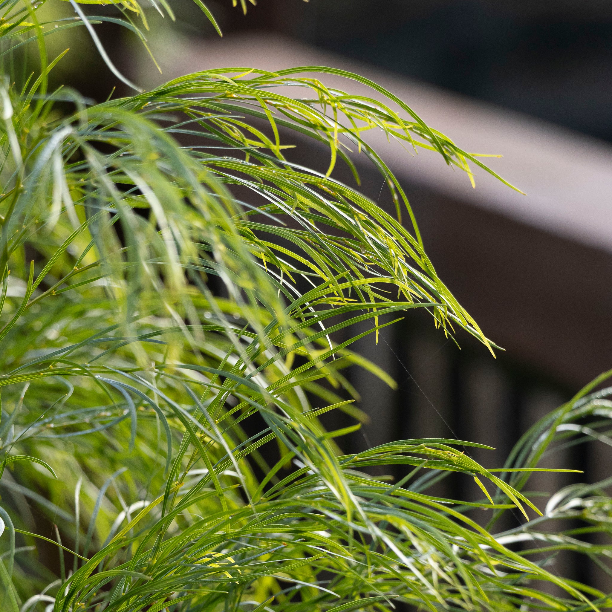 Acacia Green Spire - 33cm Pot