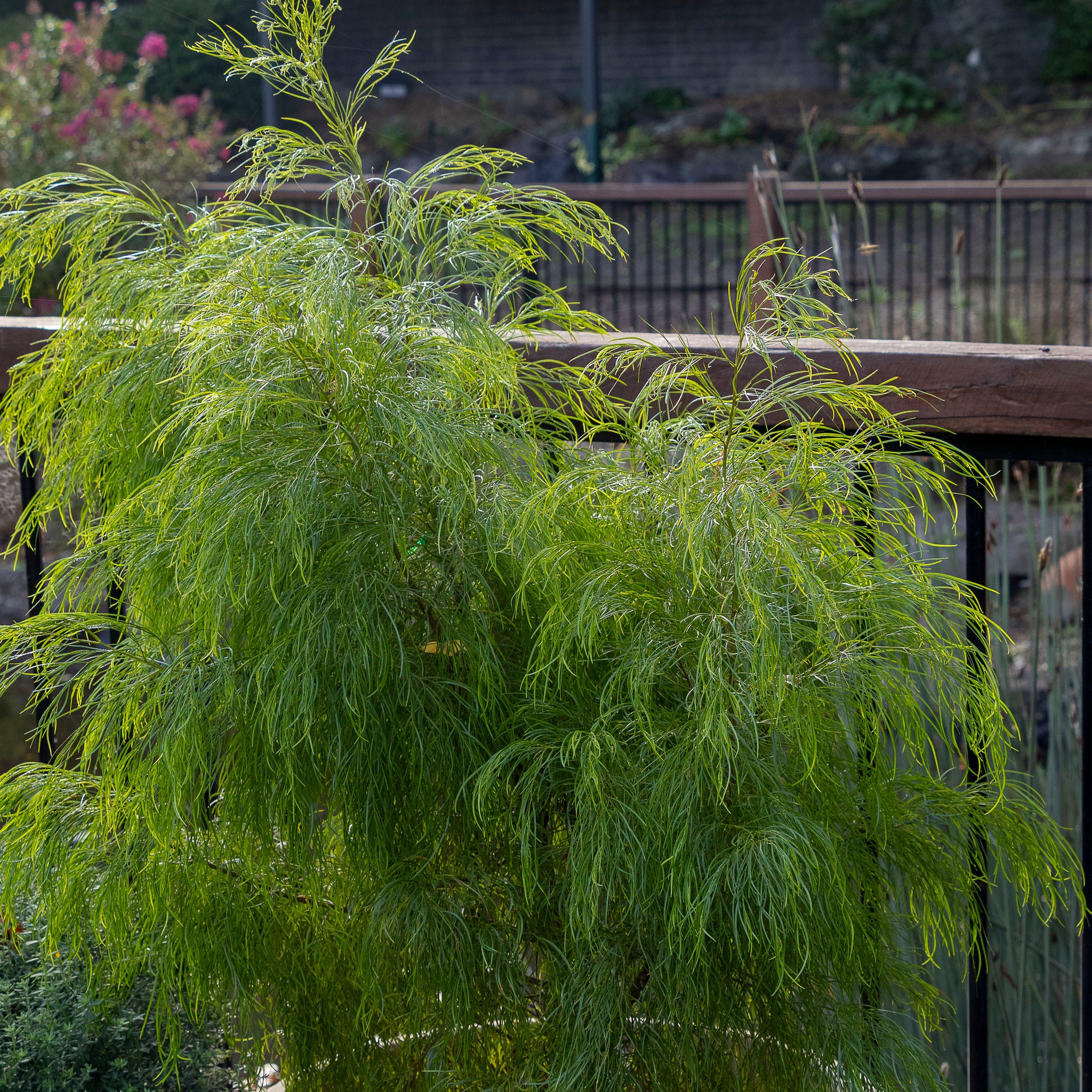 Acacia Green Spire - 33cm Pot