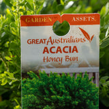 Acacia Honey Bun - 20cm Pot