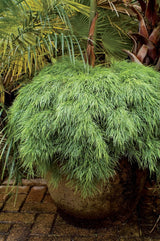 Acacia Limelight - 20cm Pot