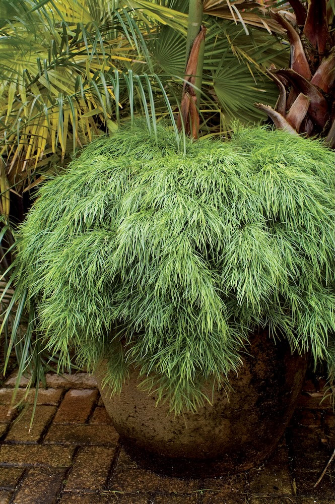Acacia Limelight - 20cm Pot