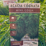 Acacia Mini Cog - 14cm Pot