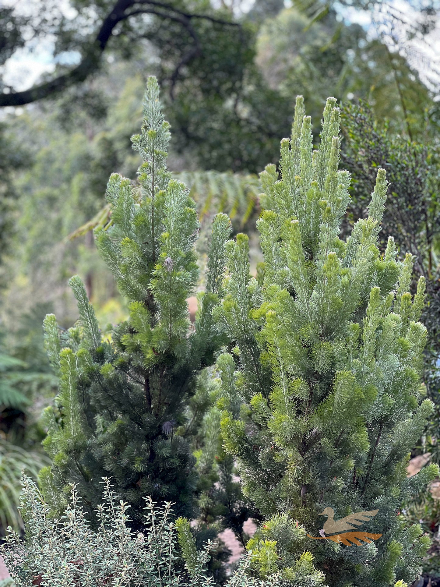 Adenanthos Sericeus - 14cm Pot
