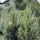 Adenanthos Sericeus - 20cm Pot
