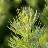 Adenanthos Sericeus - 20cm Pot
