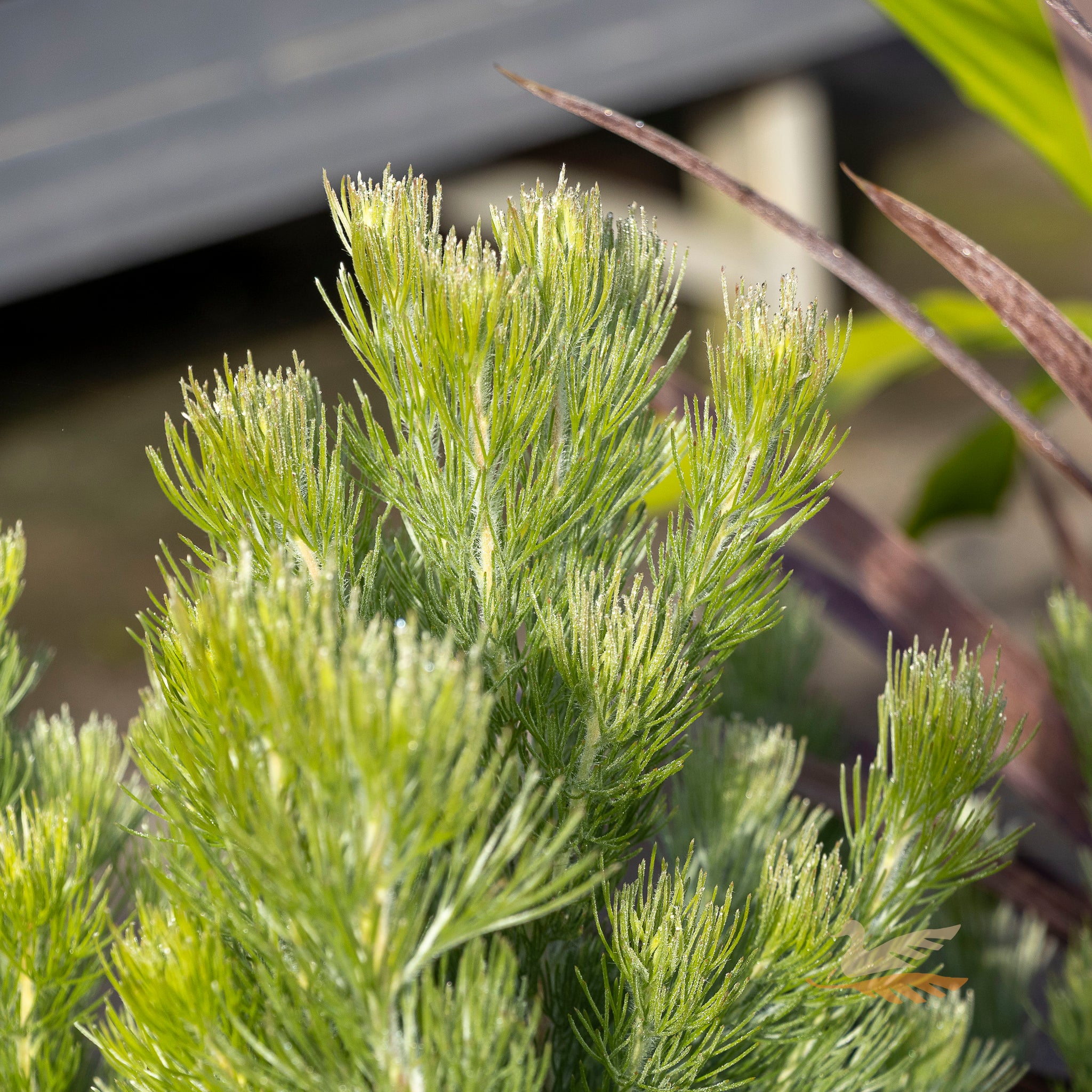 Adenanthos Sericeus - 20cm Pot