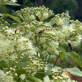 Backhousia Citriodora Lemon Myrtle - 20cm Pot