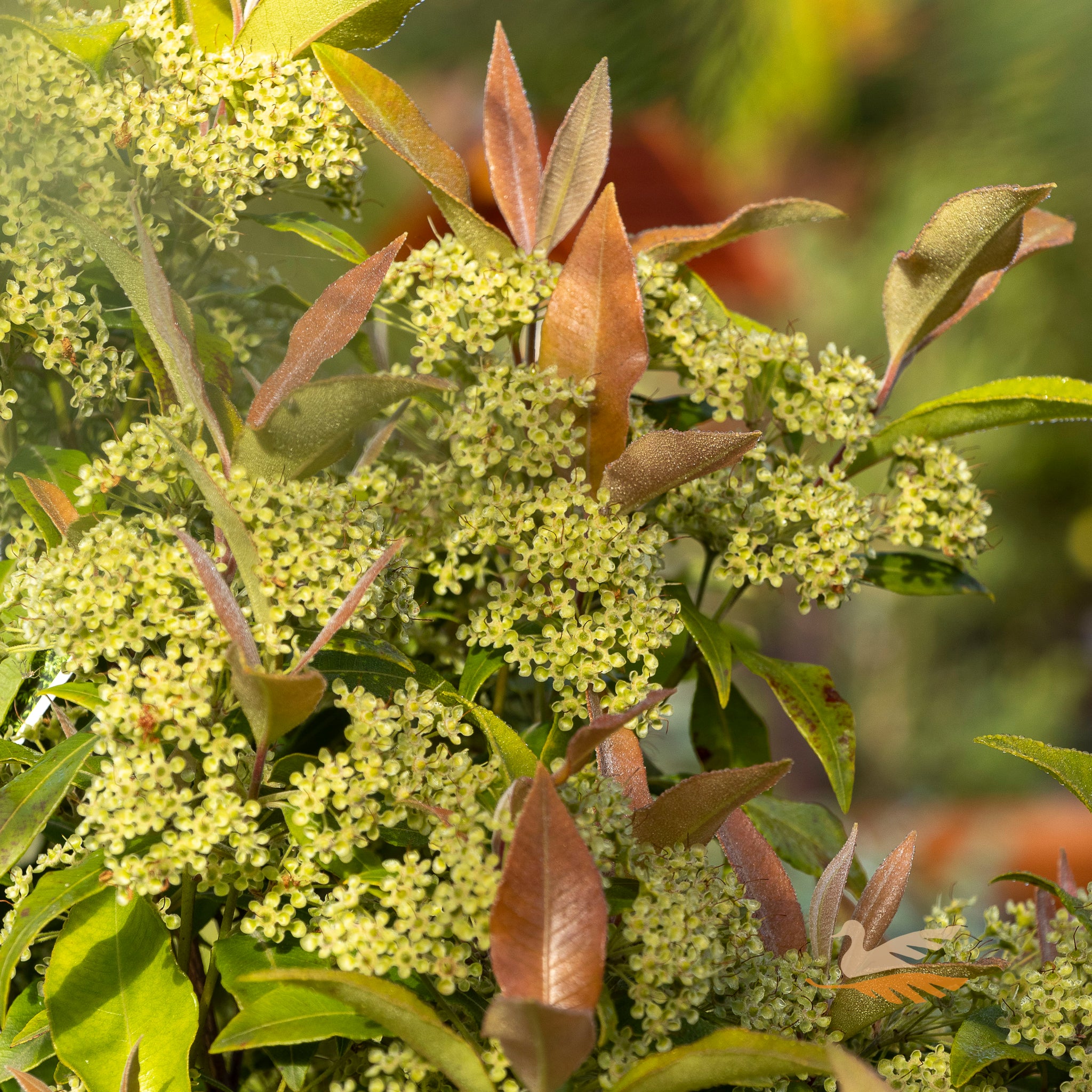 Backhousia Citriodora Lemon Myrtle - 20cm Pot