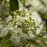 Backhousia Citriodora Lemon Myrtle - 20cm Pot