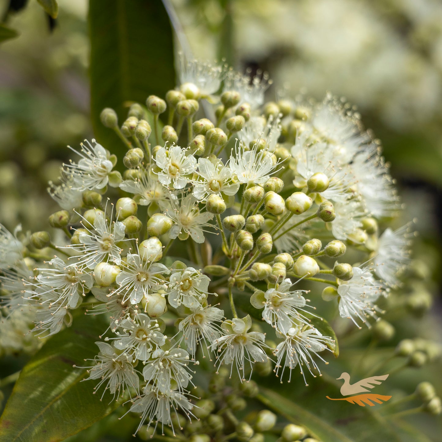 Backhousia Citriodora Lemon Myrtle - 27cm Pot