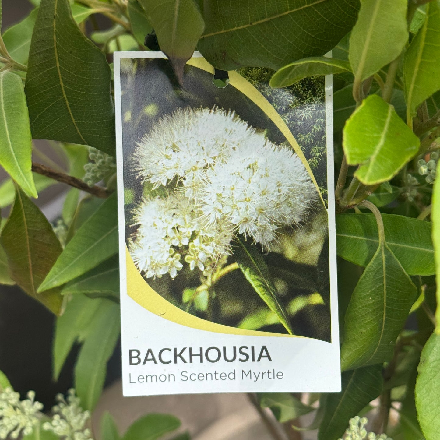 Backhousia Citriodora Lemon Myrtle - 27cm Pot