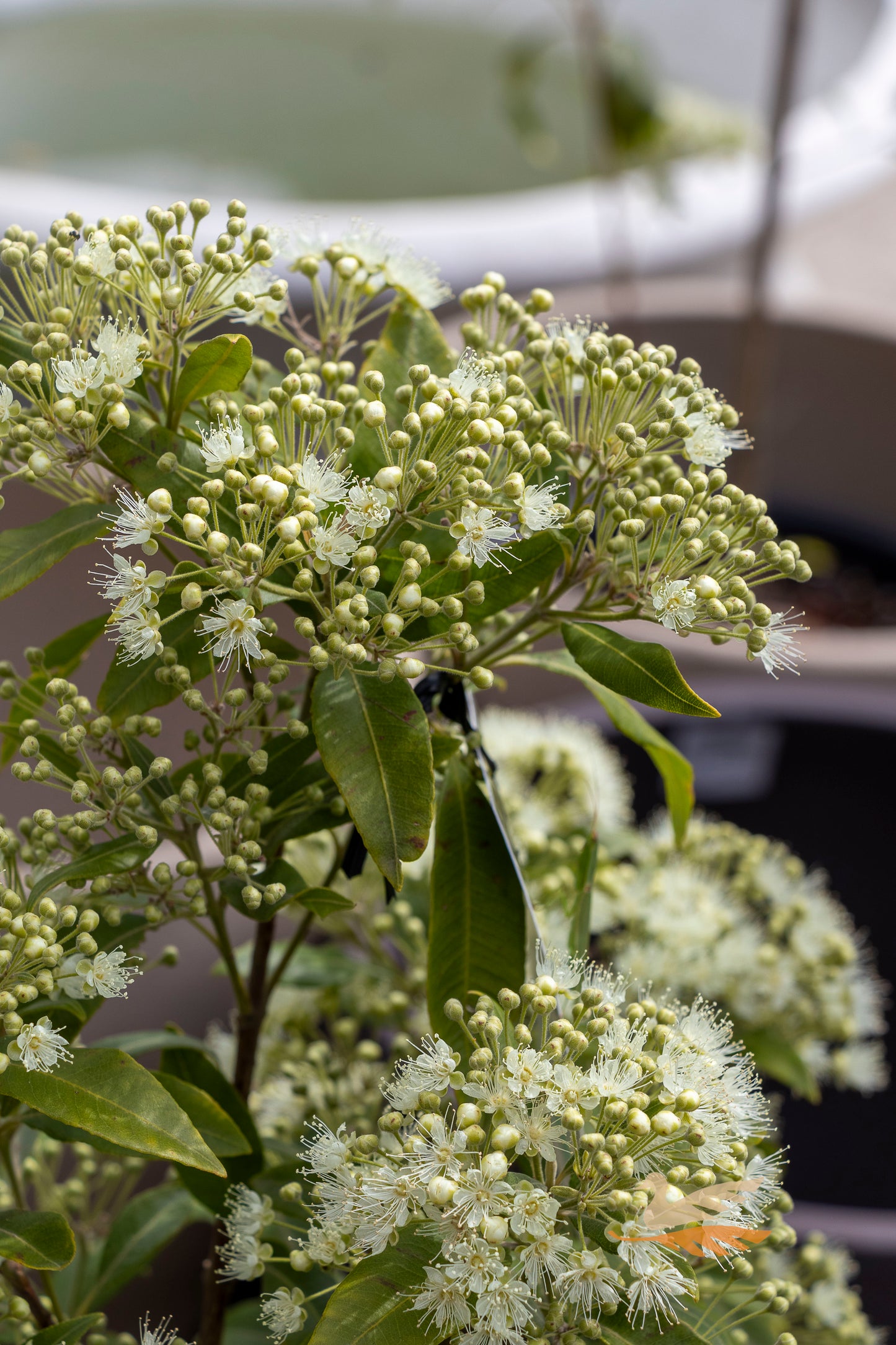 Backhousia Citriodora Lemon Myrtle - 27cm Pot