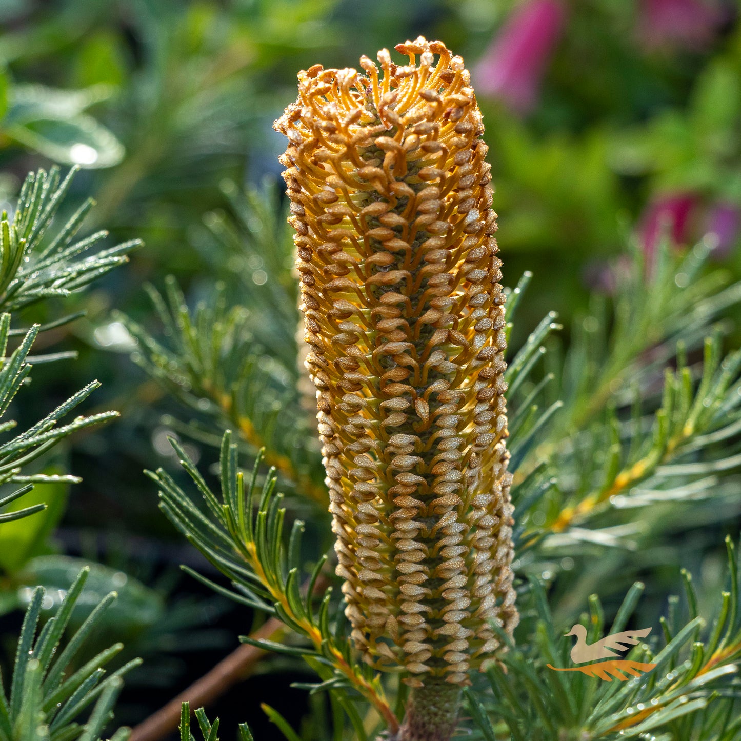 Banksia Bird Song - 14cm Pot
