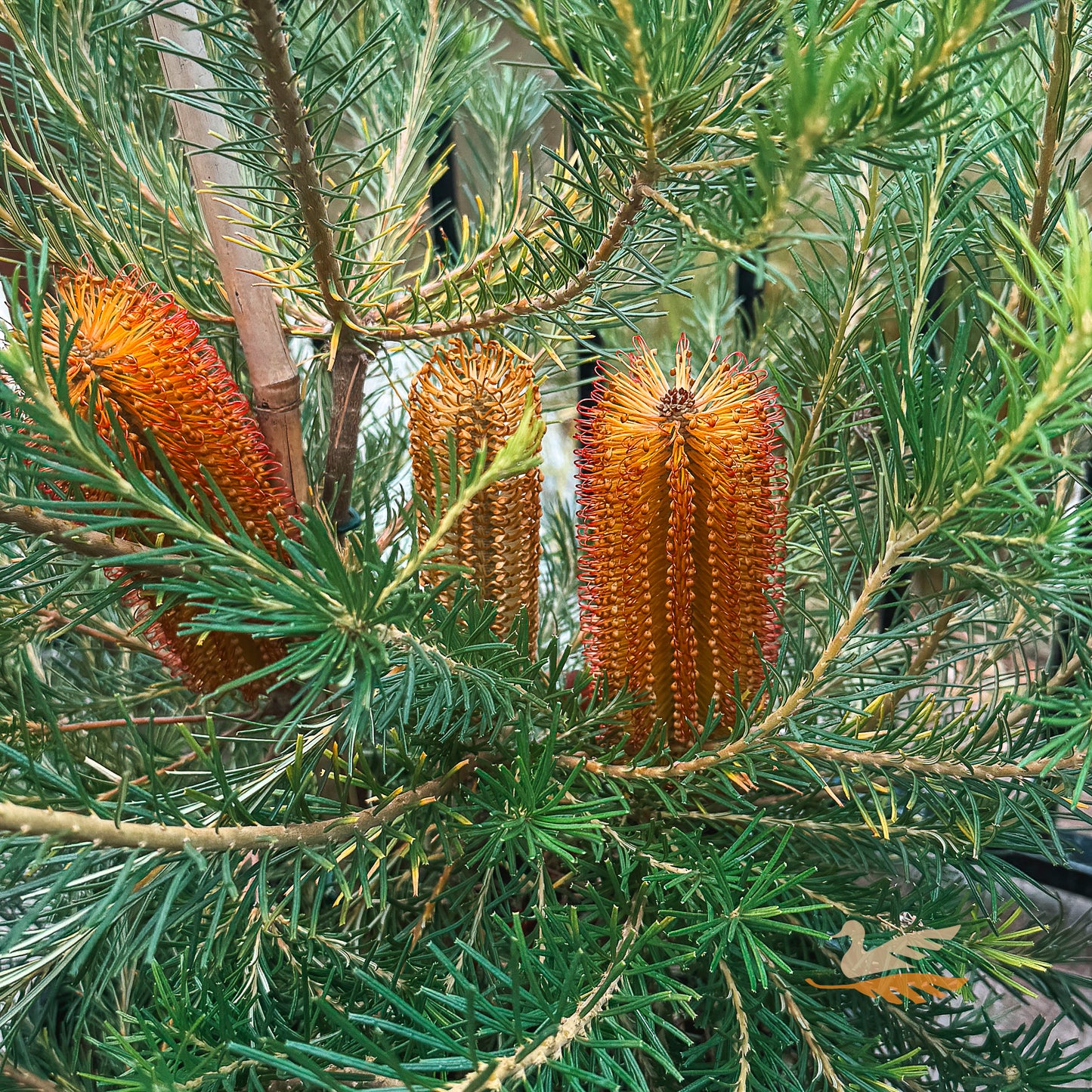 Banksia Bird Song - 20cm Pot