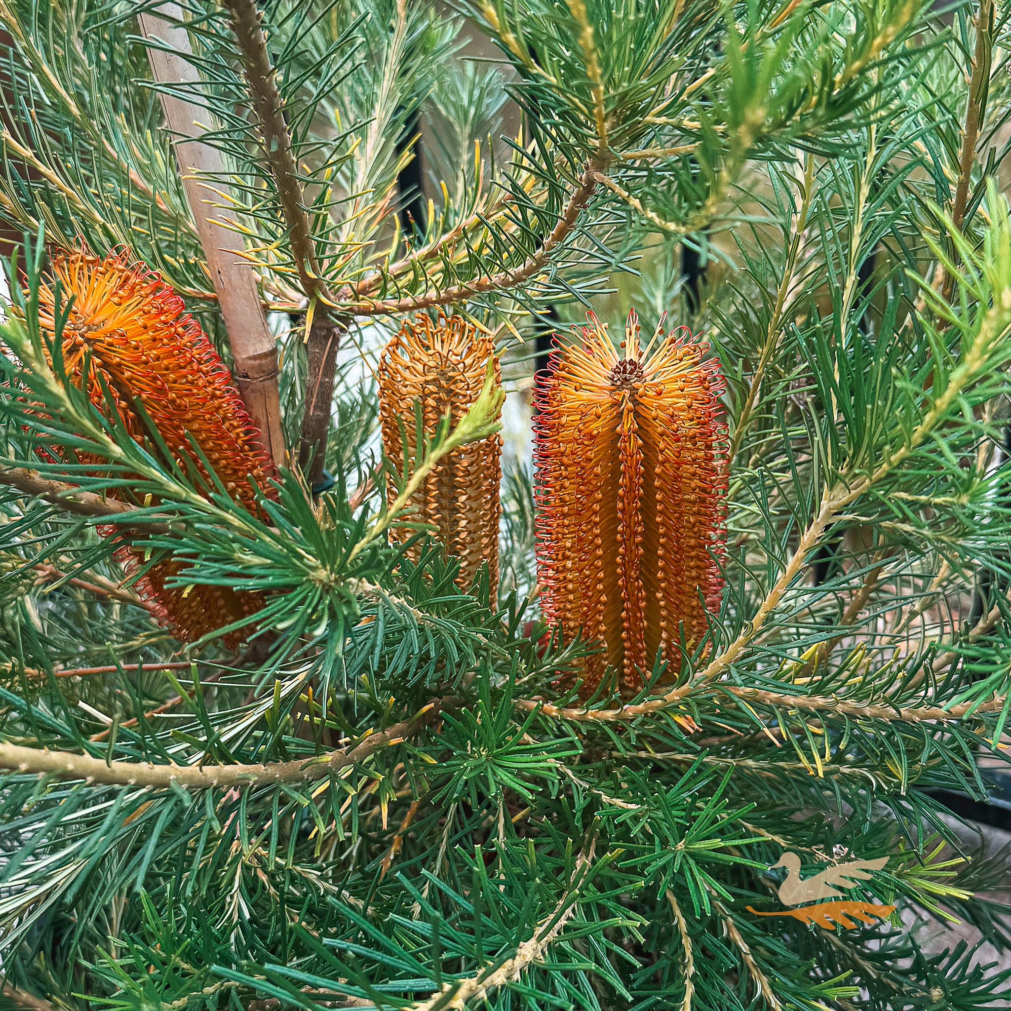 Banksia Bird Song - 20cm Pot