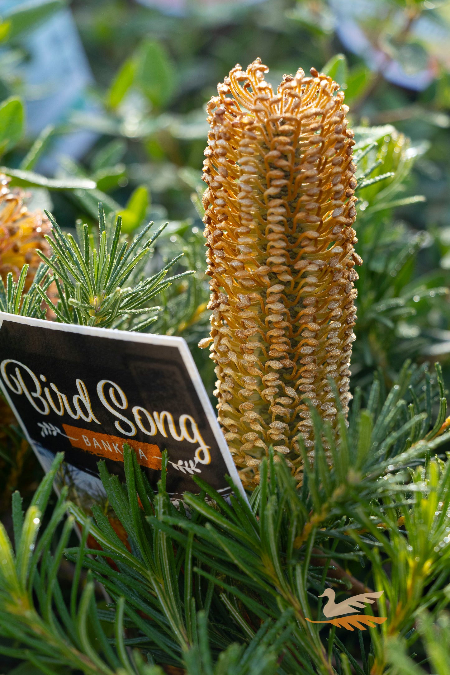 Banksia Bird Song - 14cm Pot