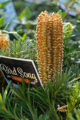 Banksia Bird Song - 14cm Pot