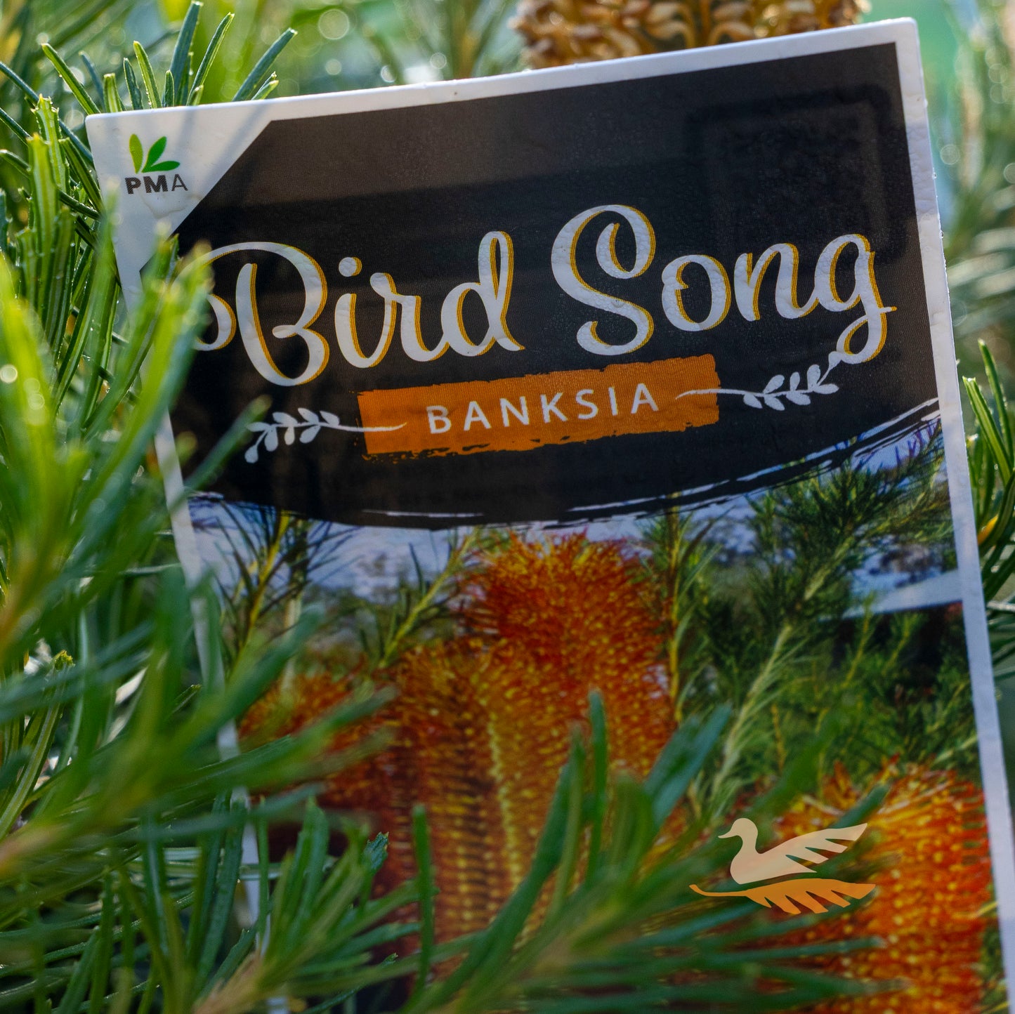 Banksia Bird Song - 14cm Pot