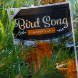 Banksia Bird Song - 14cm Pot