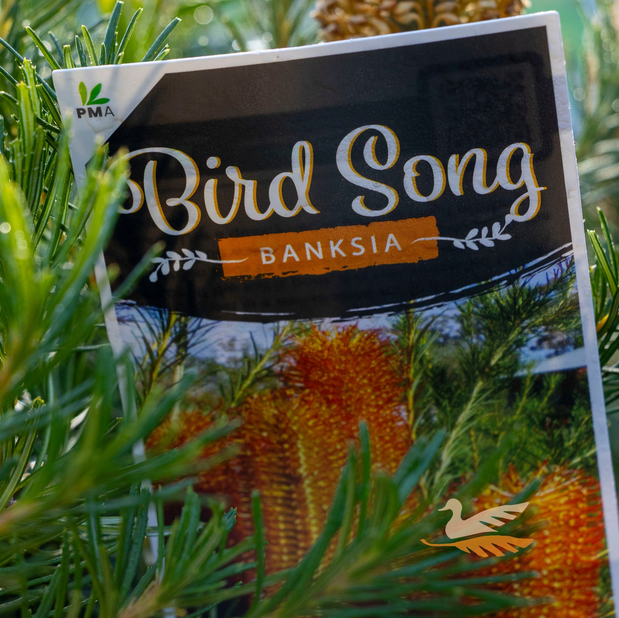 Banksia Bird Song - 20cm Pot