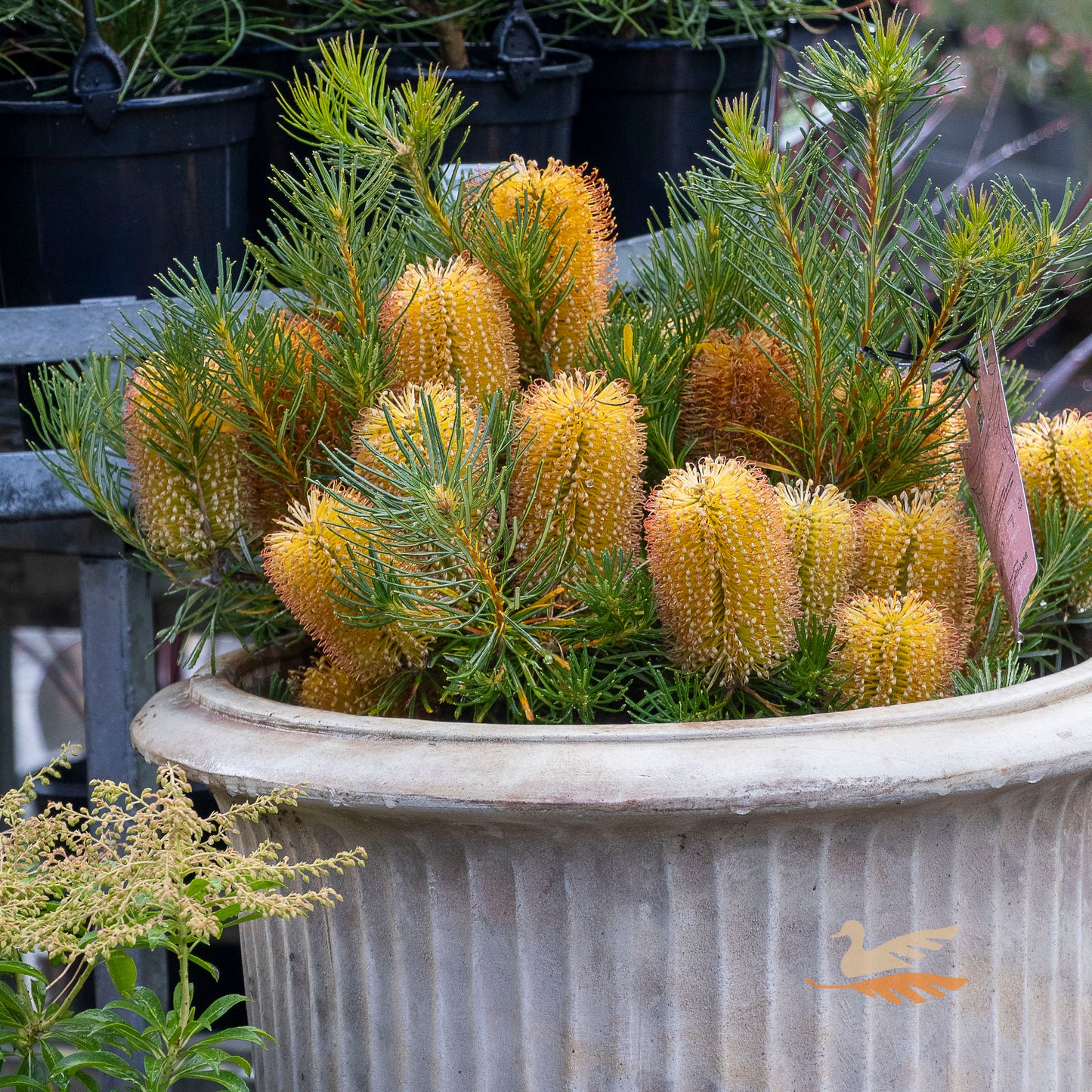 Banksia Birthday Candles - 30cm Pot