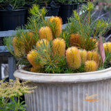 Banksia Birthday Candles - 30cm Pot