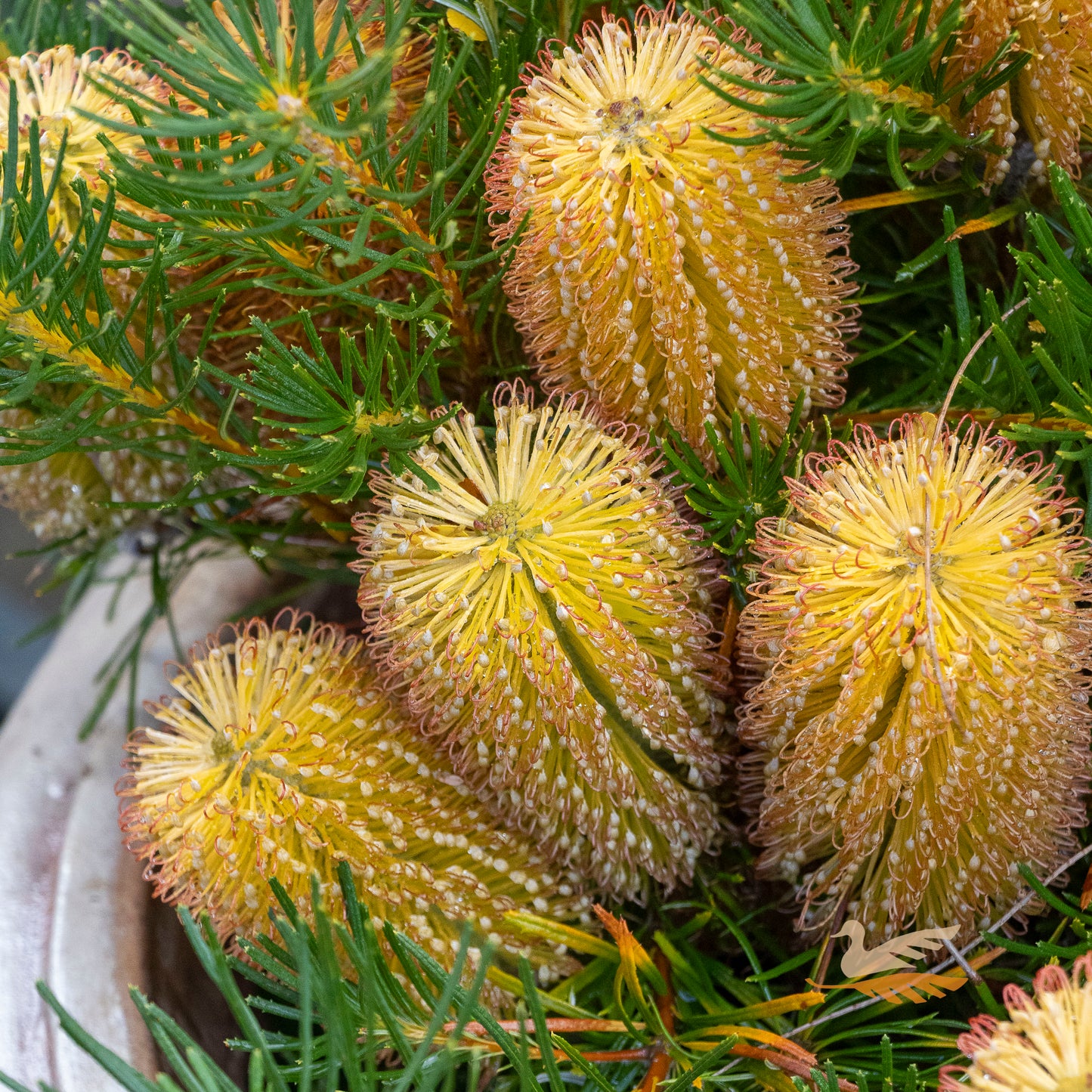 Banksia Birthday Candles - 14cm Pot