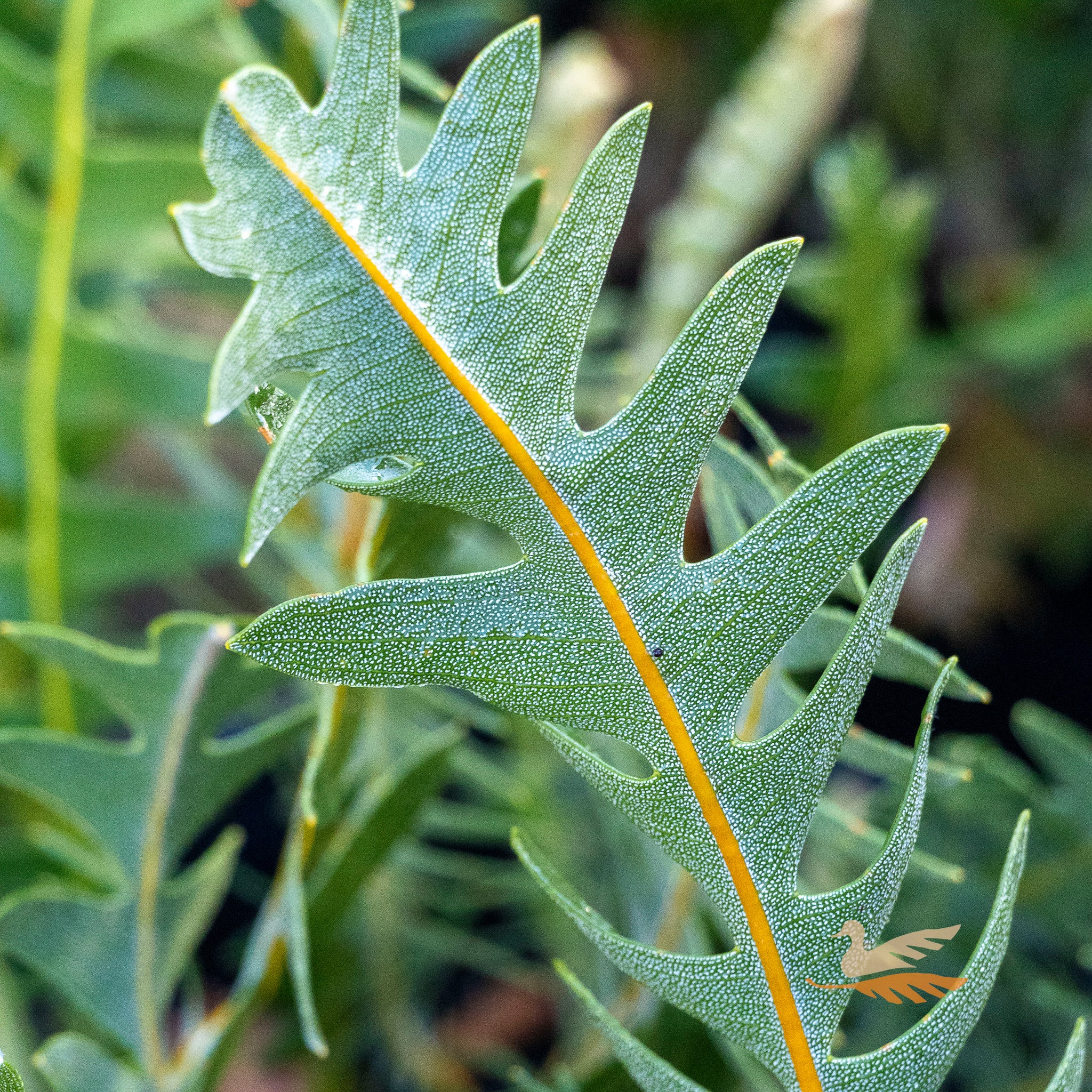 Banksia Blechnifolia - 20cm Pot