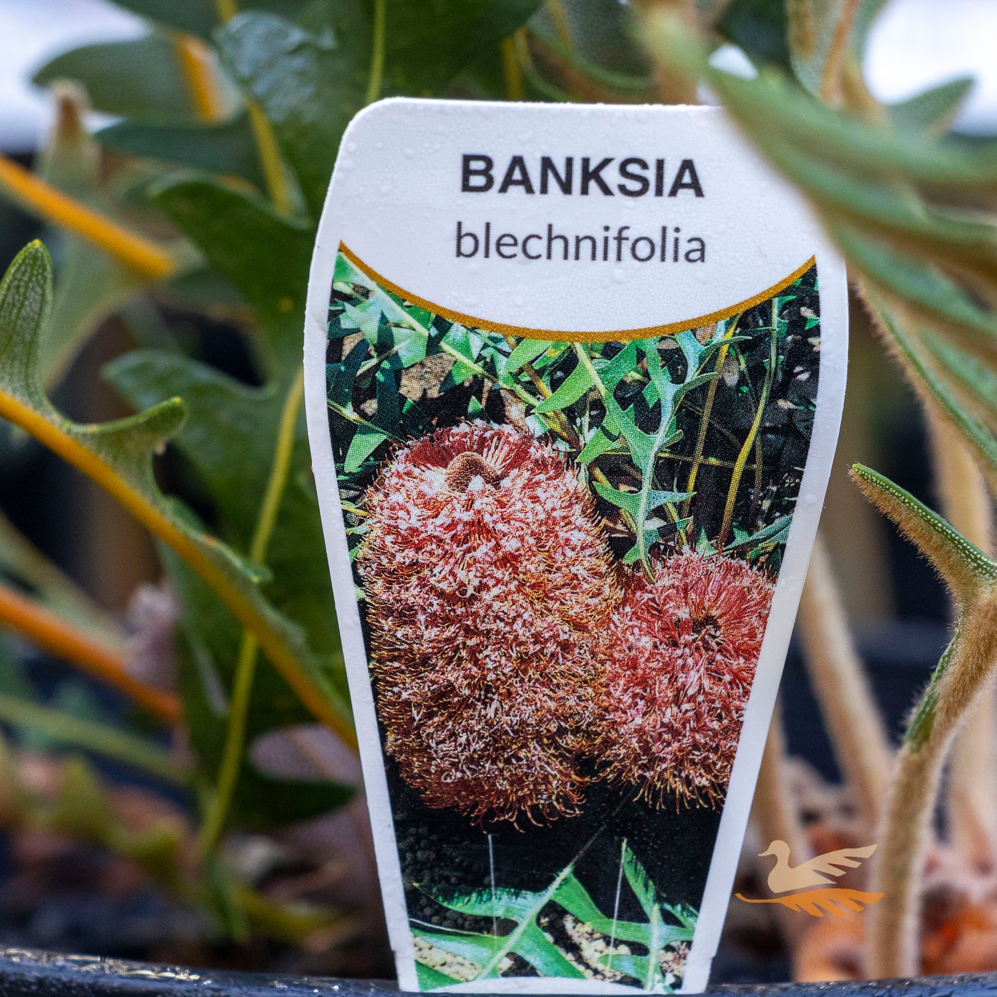 Banksia Blechnifolia - 20cm Pot