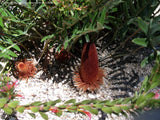 Banksia Blechnifolia - 20cm Pot
