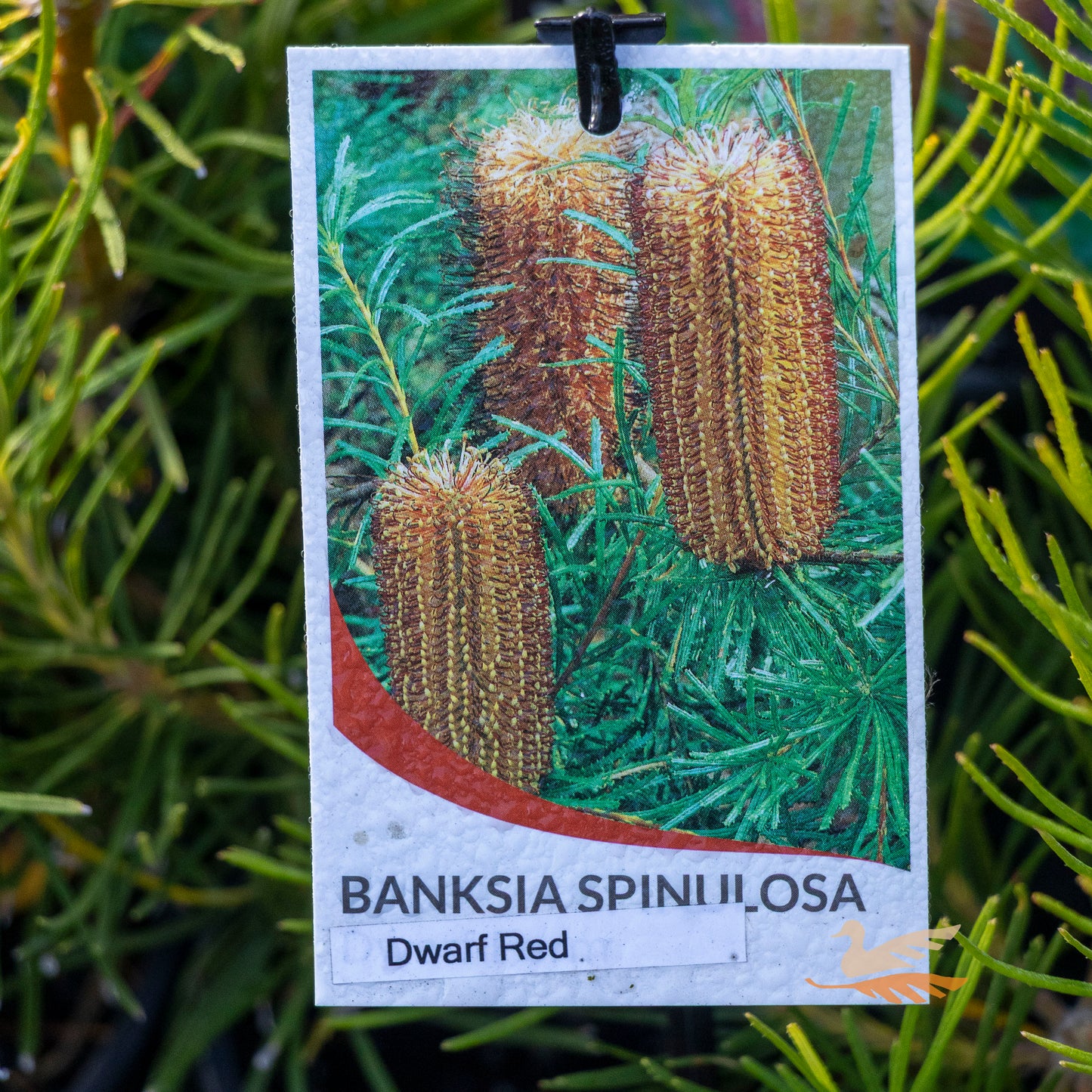 Banksia Dwarf Red - 14cm Pot